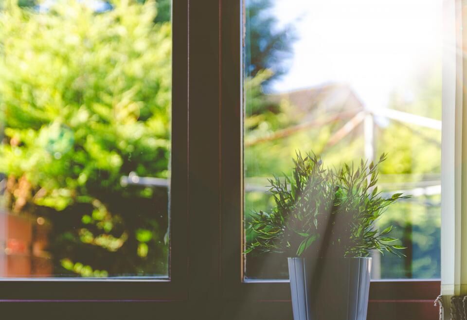Plante verte posée derrière une fenêtre ouverte sur un jardin ensoleillé