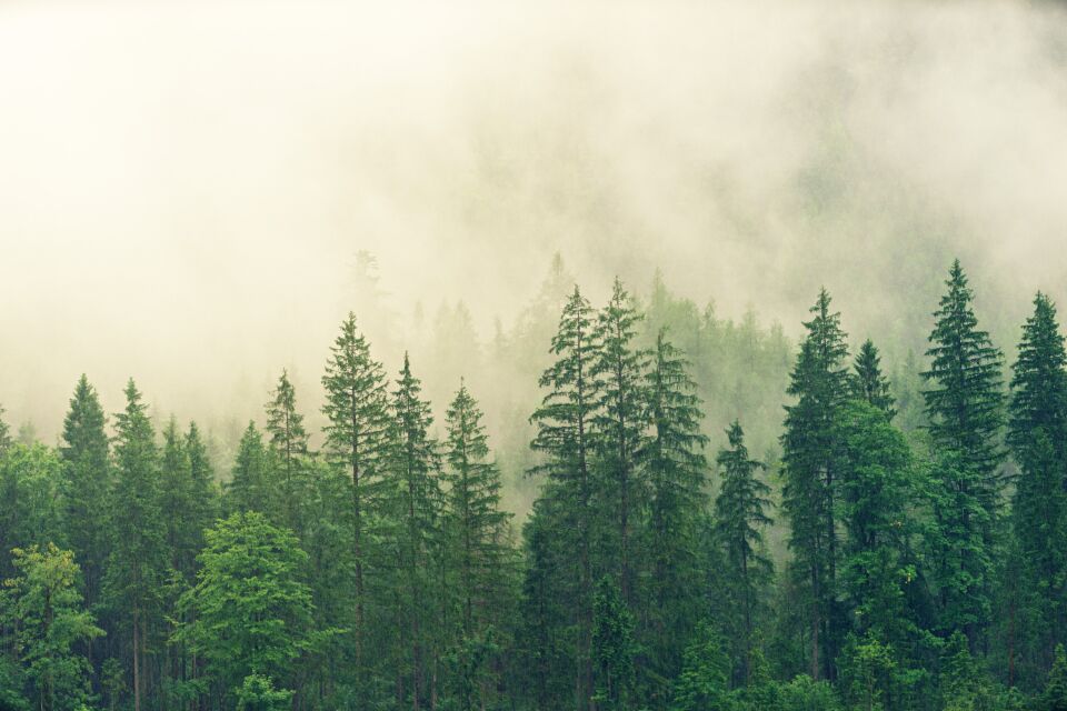 Forêt de sapins dans la brume du matin