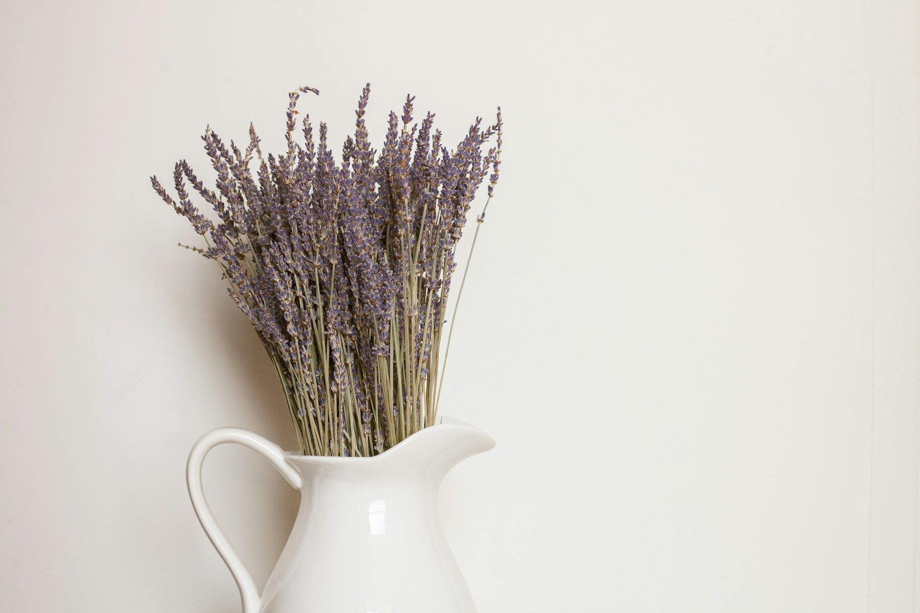 Bouquet de lavande séchée dans un pichet blanc, fond crème