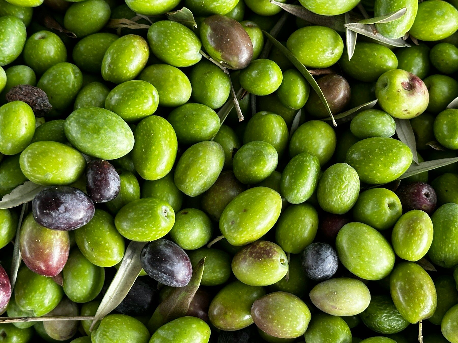 Olives vertes et violettes fraîchement récoltées