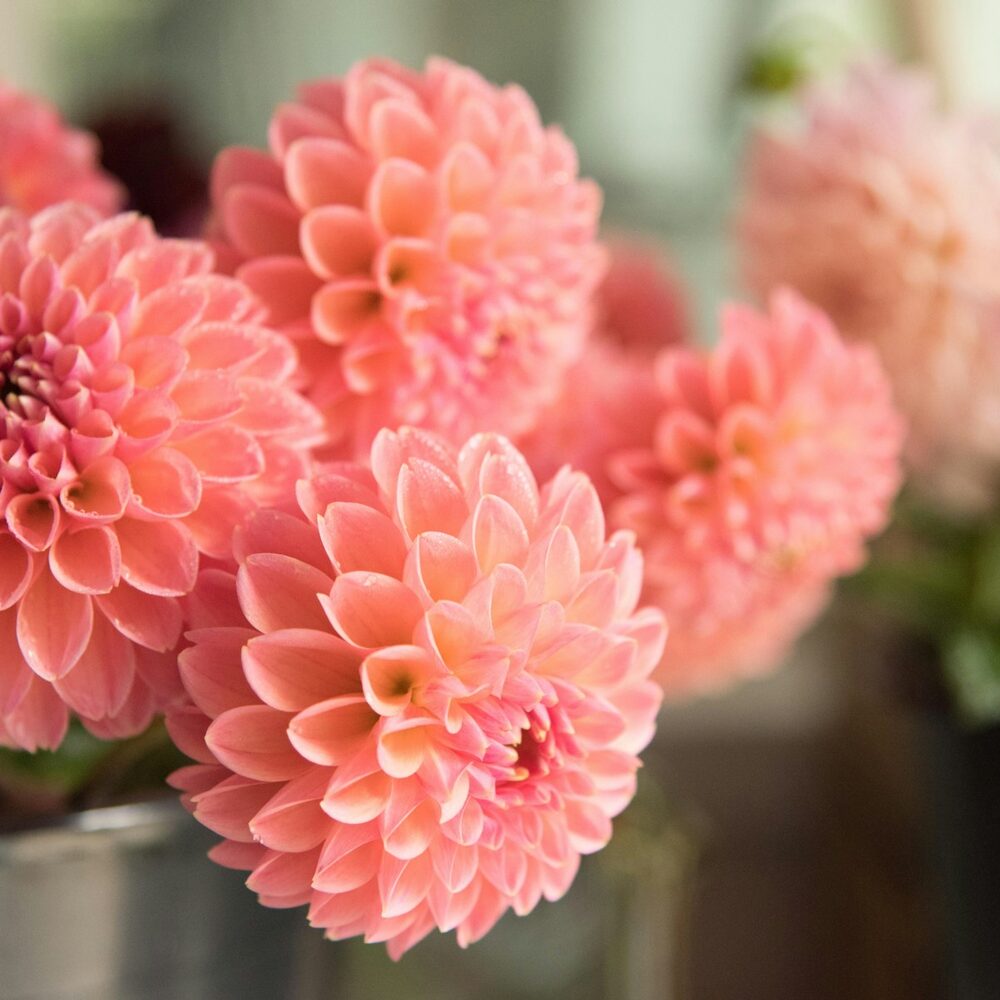 Dahlias boule couleur corail dans un seau