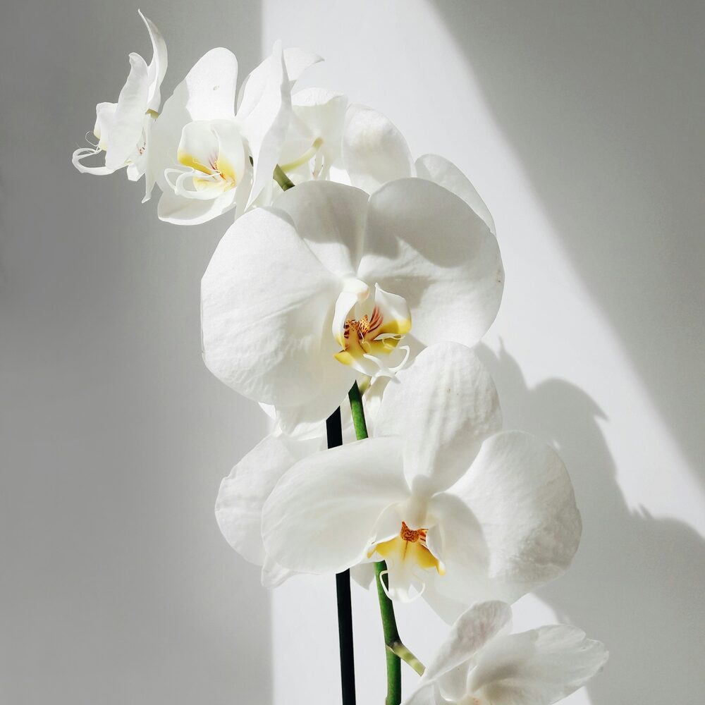 Fleurs d’orchidée phalaenopsis blanche sur fond clair