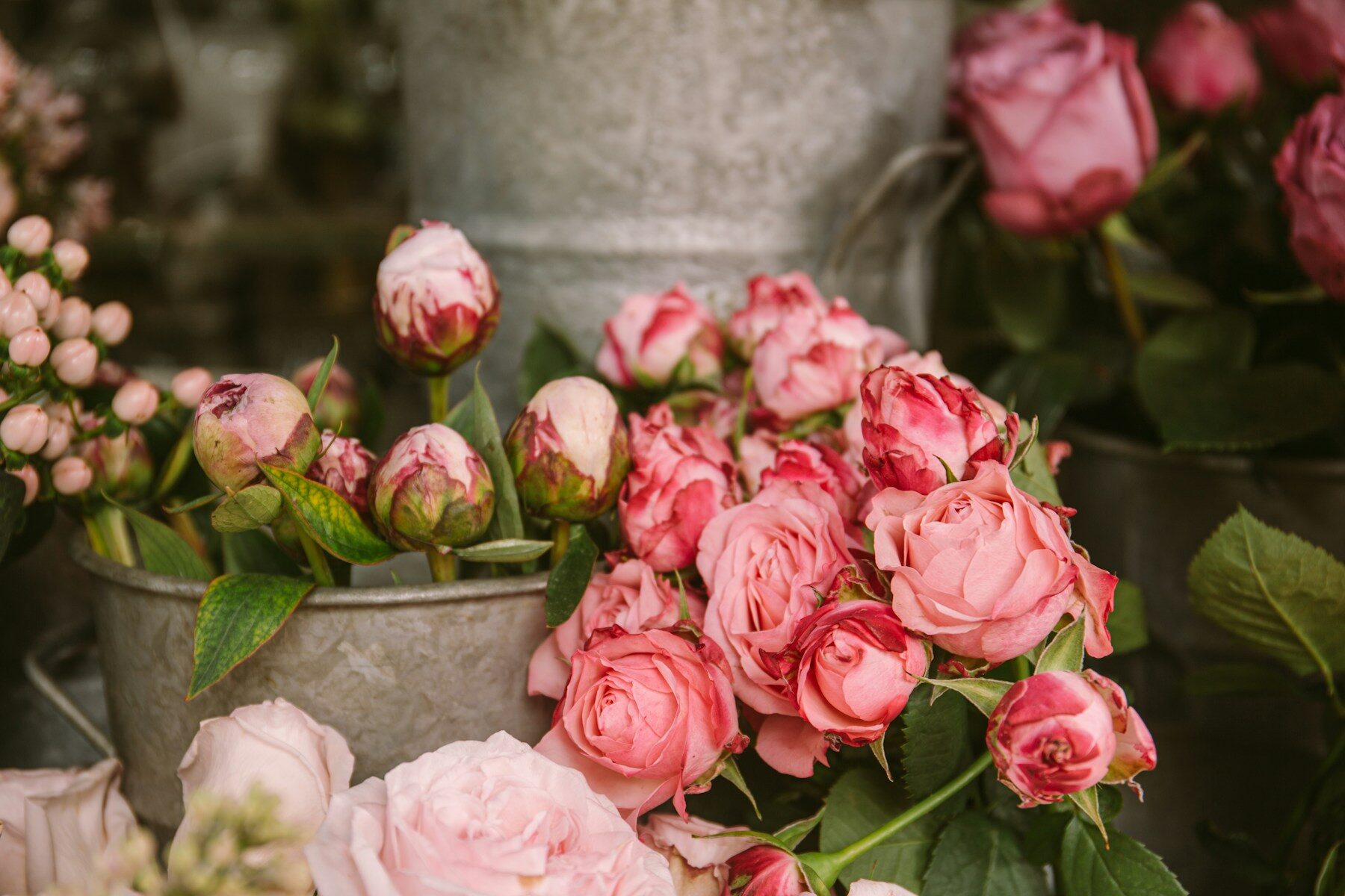 Roses et boutons de pivoines dans des seaux en zinc