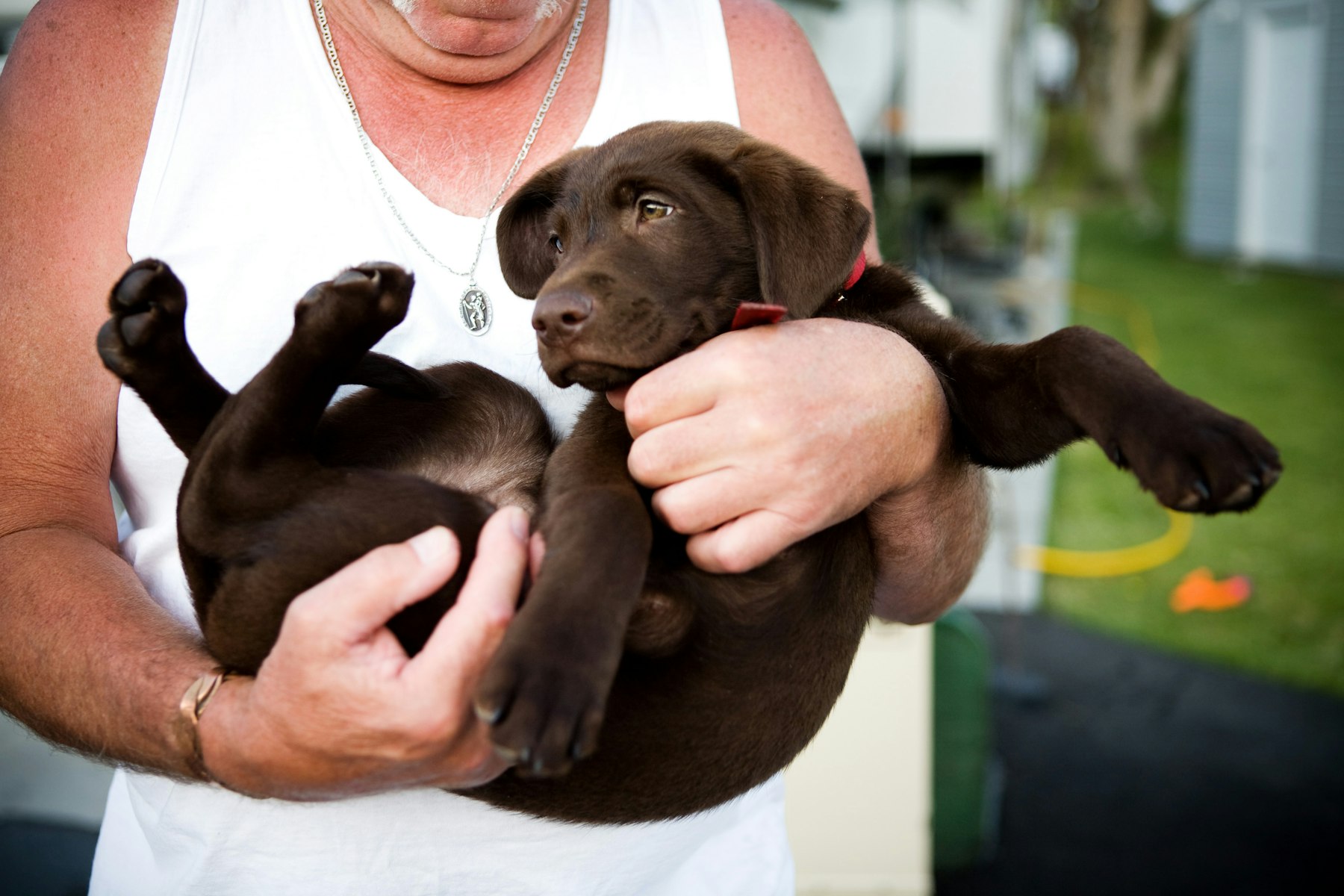 Deux chiots de la portée, tenus dans les bras