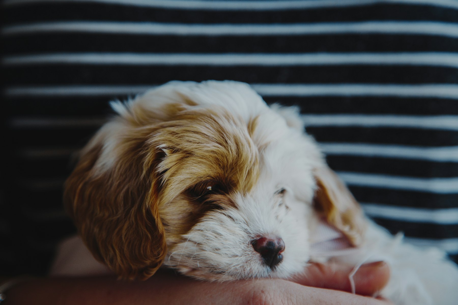 Un chiot endormi contre l’épaule de son éleveuse