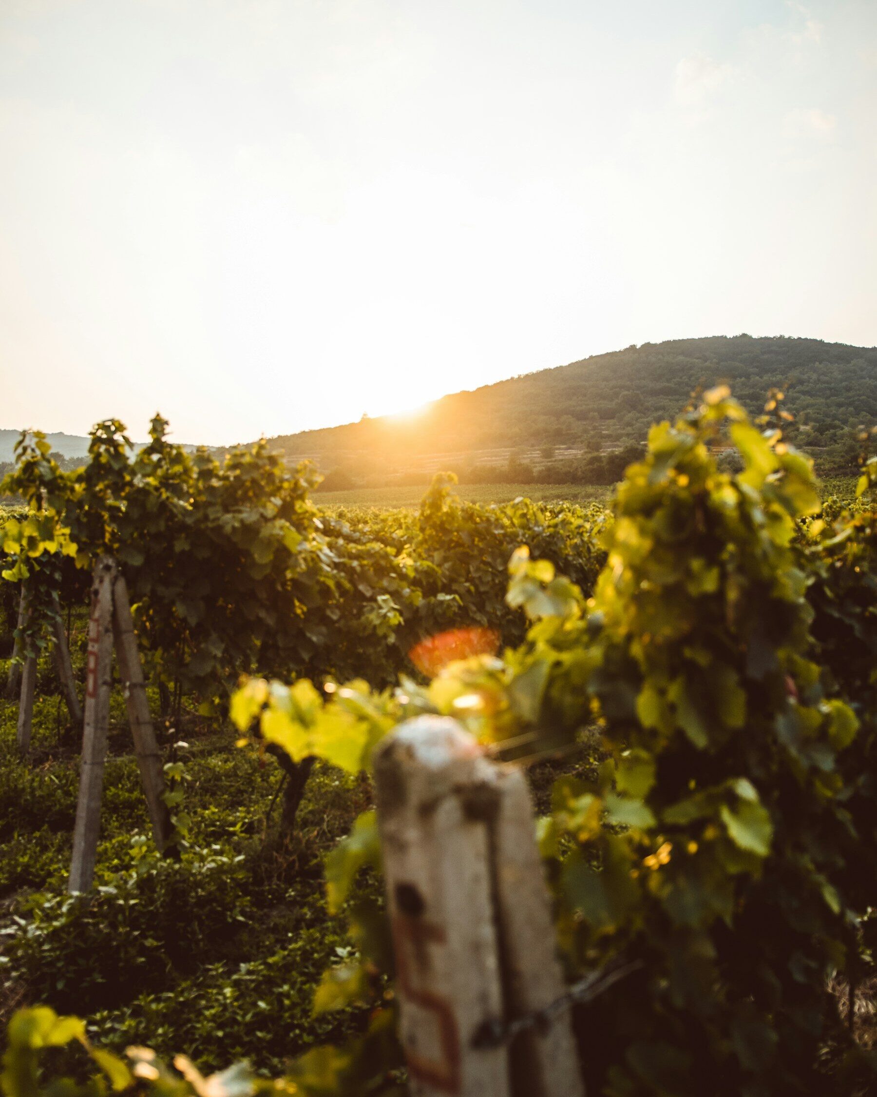 Rangs de vigne au soleil couchant