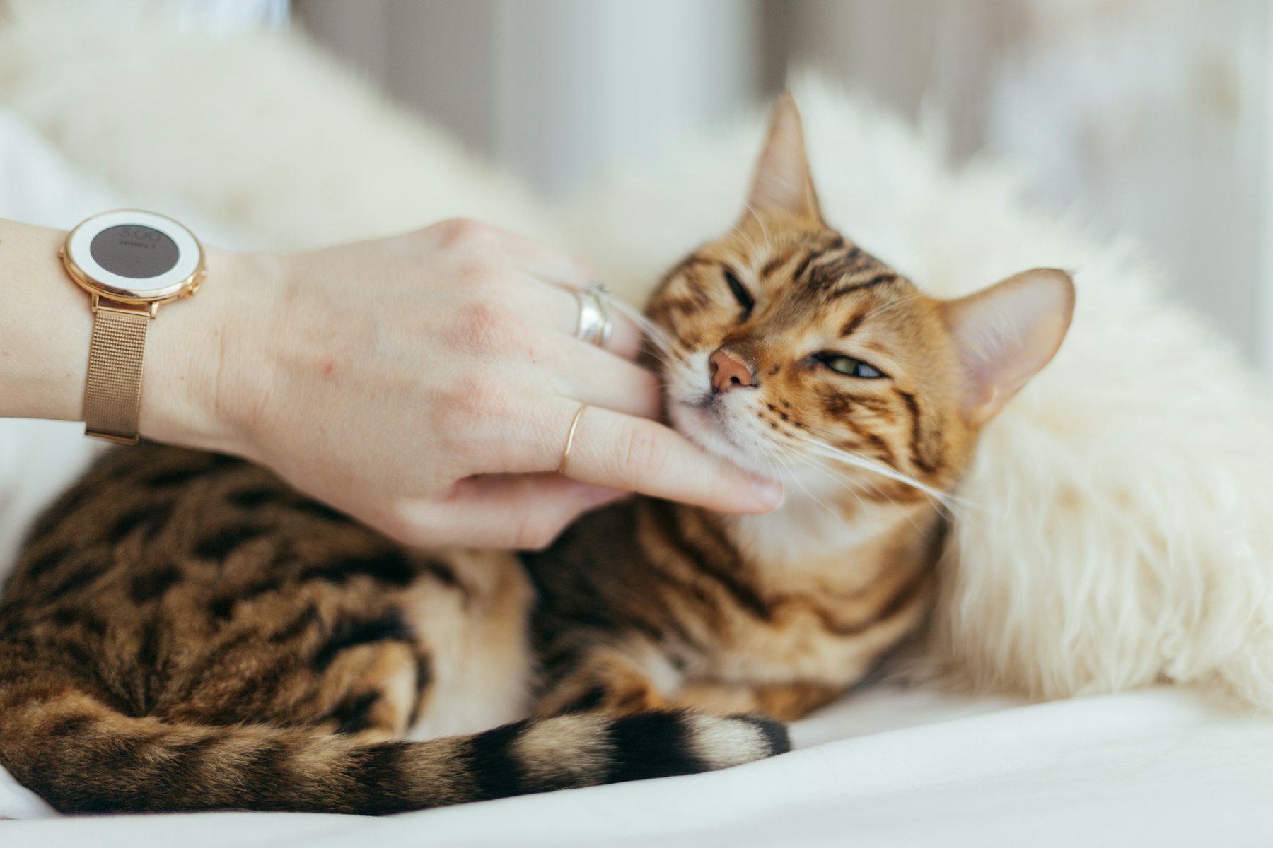 Une main caresse la joue d'un chat allongé, qui ferme les yeux