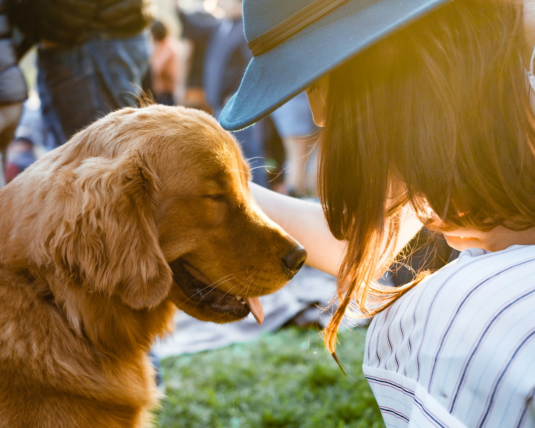 Un golden retriever nez à nez avec sa maîtresse, dans la lumière de fin de journée