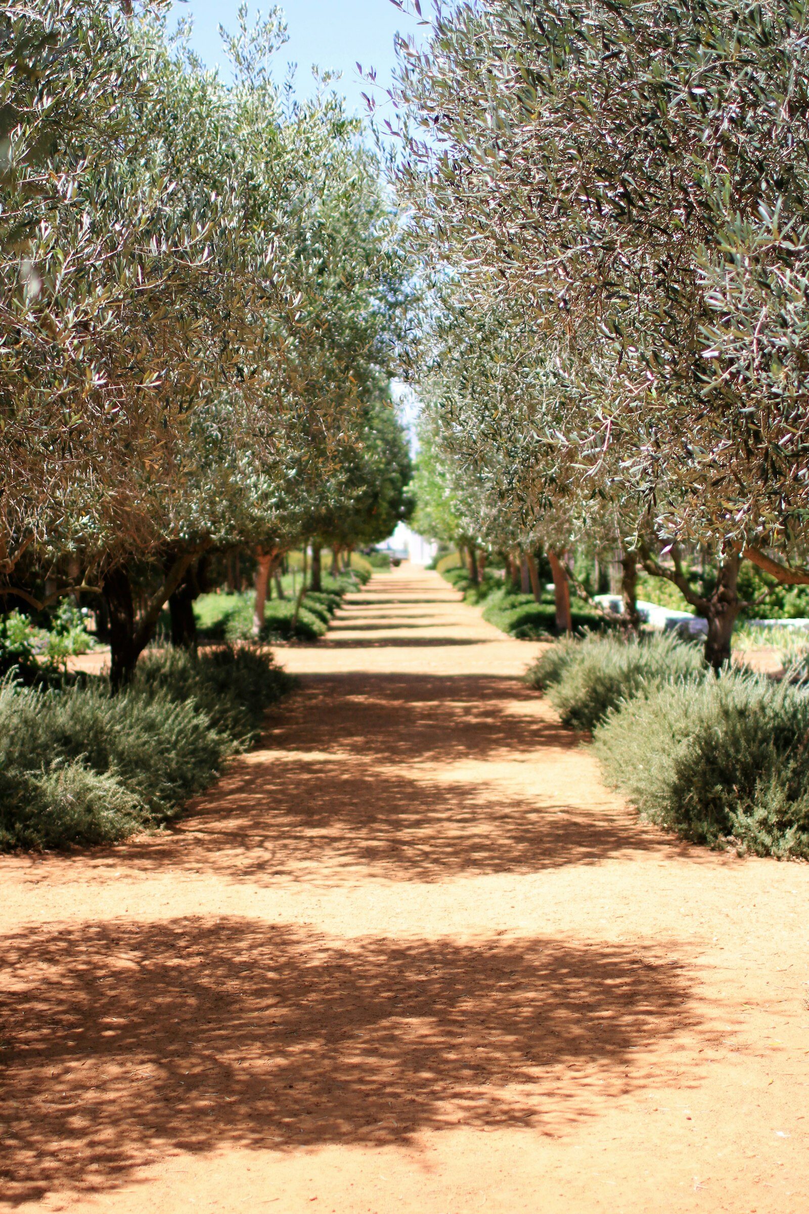 Allée d’oliviers menant à un domaine