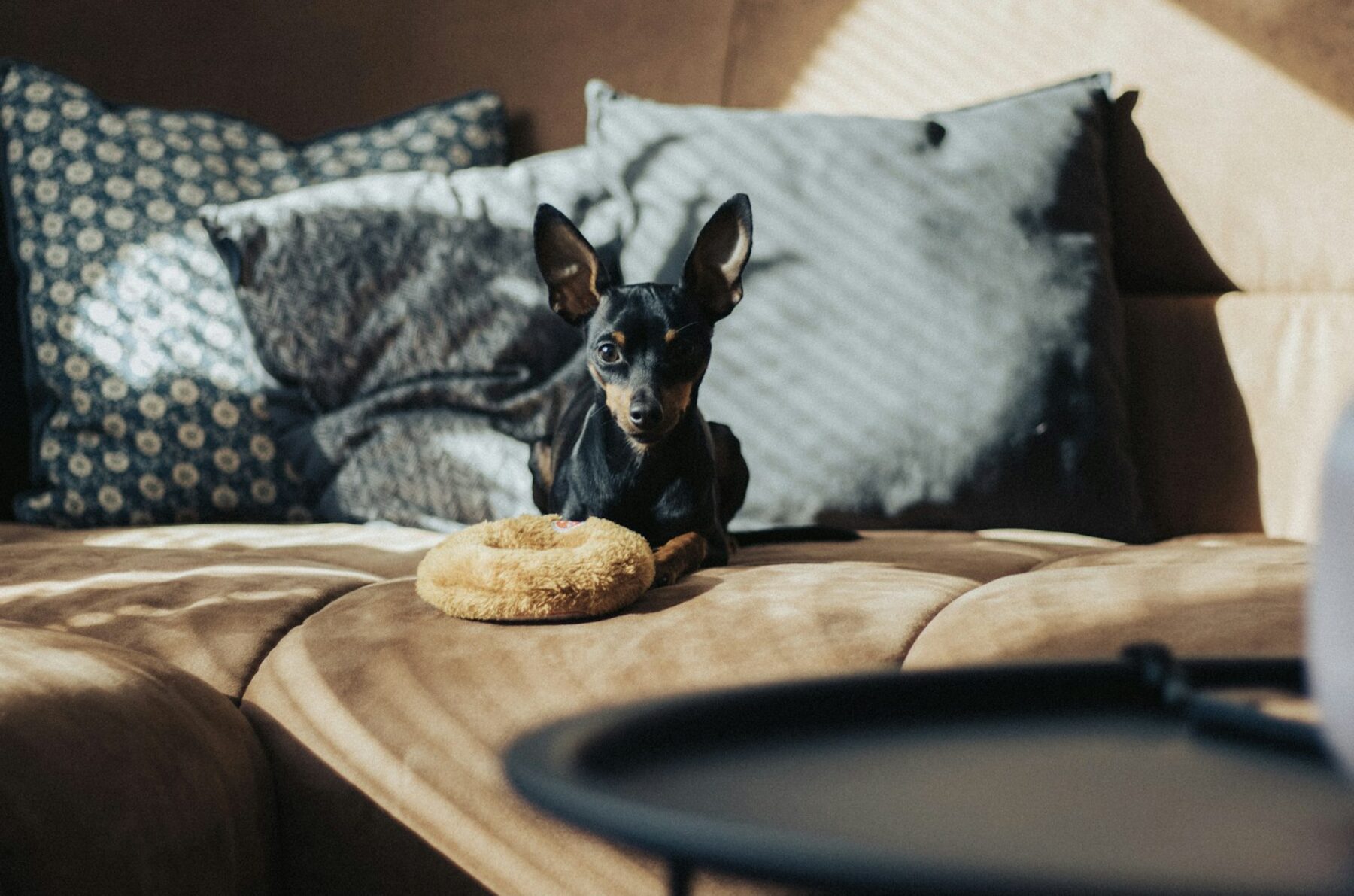 Petit chien installé sur le canapé de son foyer pendant une visite