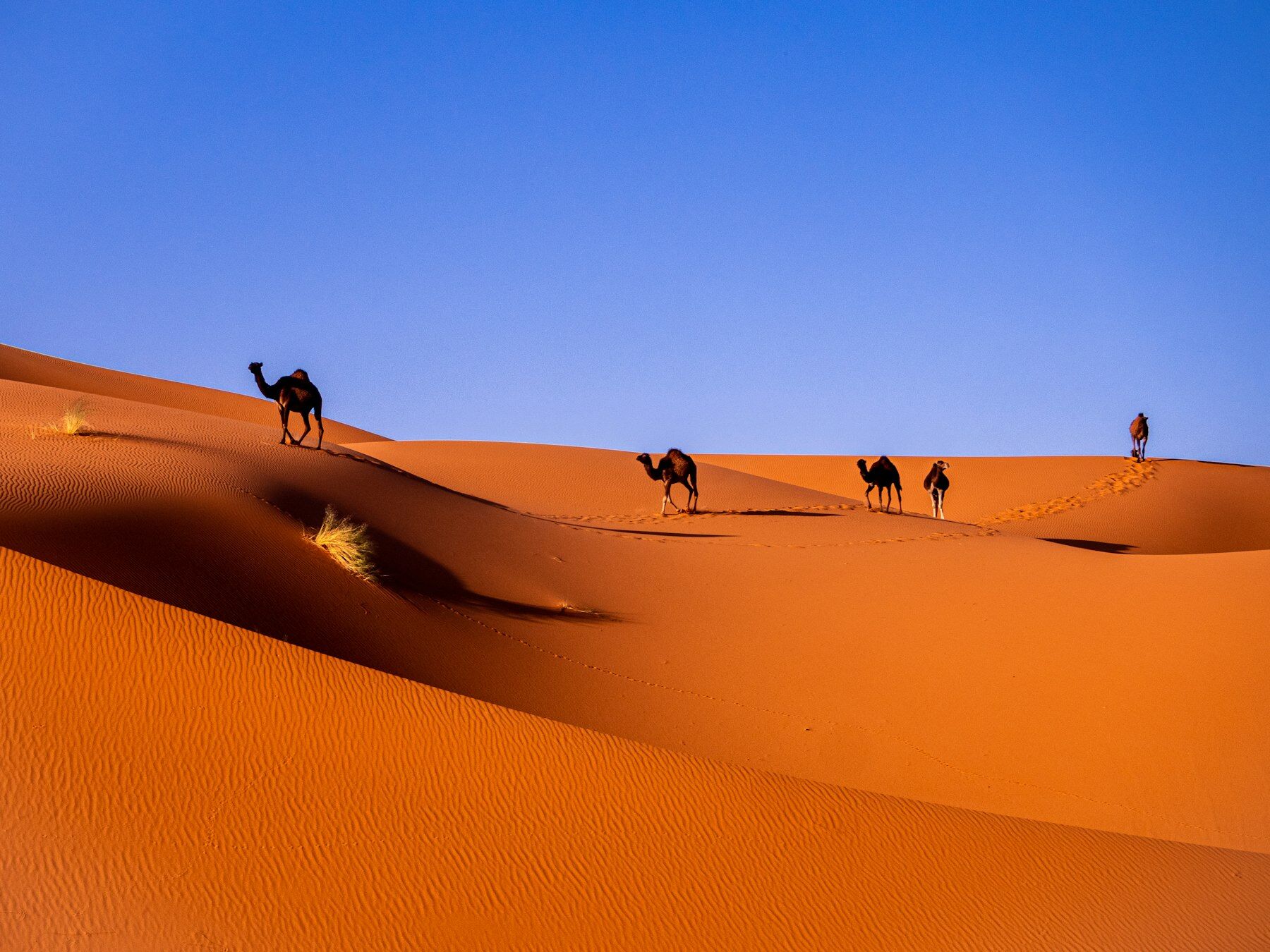 File de dromadaires sur une crête de dunes orangées, ciel bleu