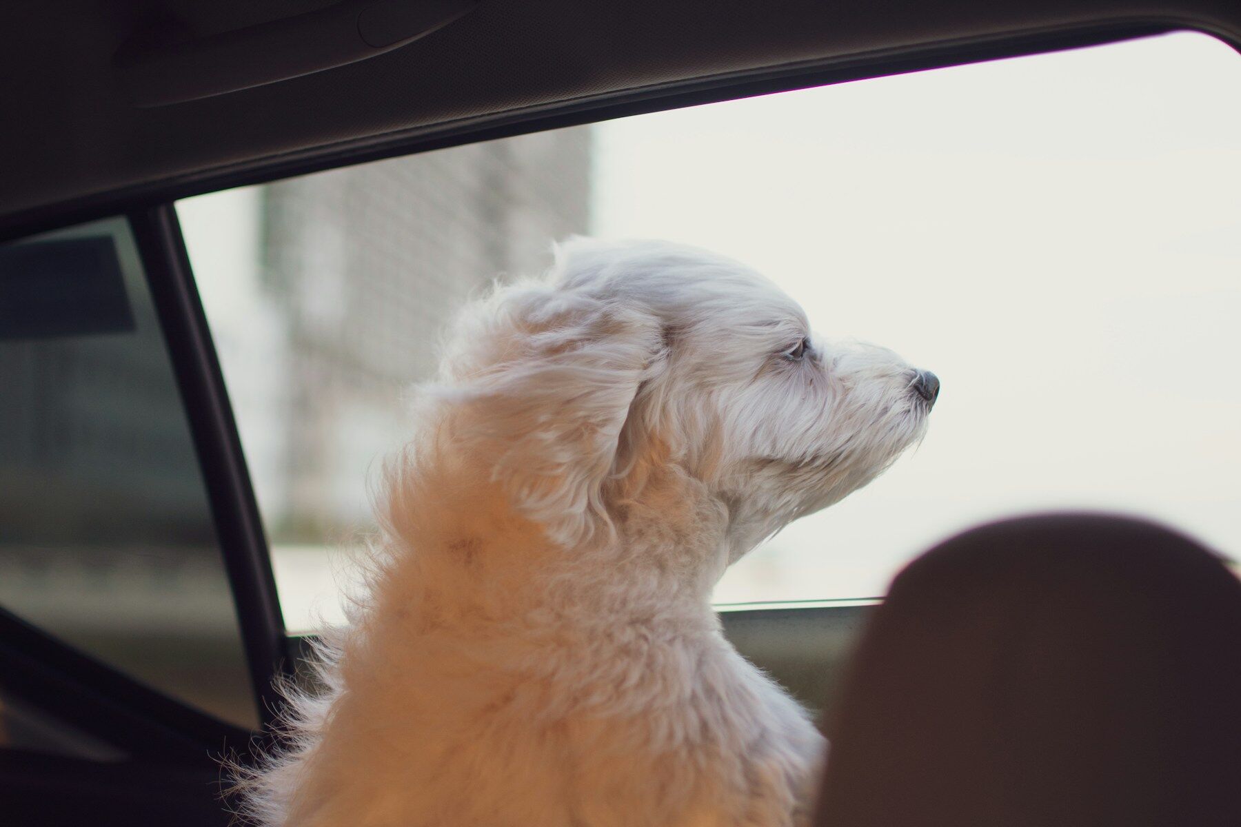 Petit chien blanc assis à l’arrière d’une voiture, regardant par la vitre